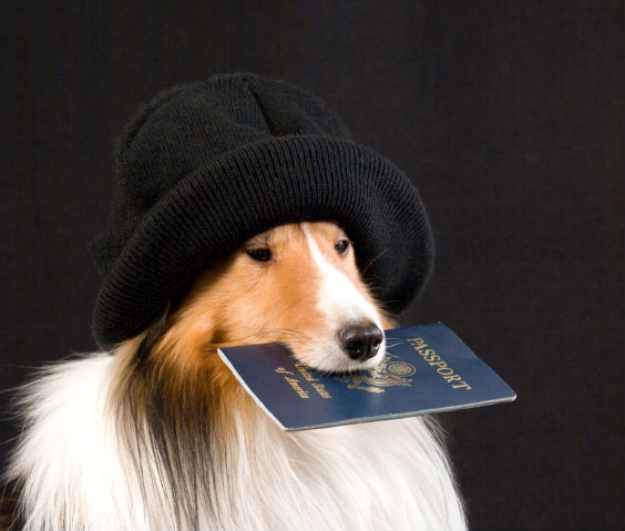 ветеринарный паспорт Хабаровск